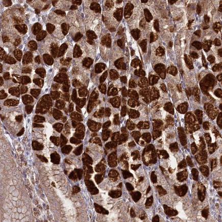 Immunohistochemistry (Formalin/PFA-fixed paraffin-embedded sections) - Anti-REXO2 antibody (AB224547)