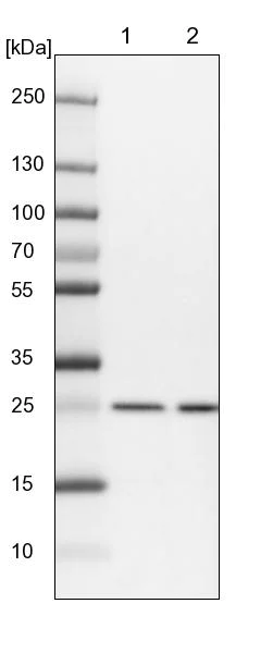 Western blot - Anti-REXO2 antibody (AB224547)