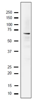 Western blot - Anti-Rfa1/Rpa1 antibody (AB221198)