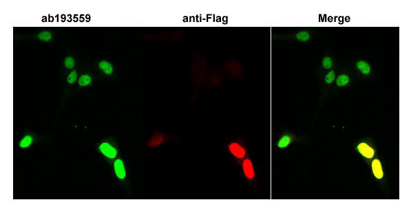 Immunocytochemistry/ Immunofluorescence - Anti-RFC1 antibody (AB193559), expandable thumbnail