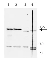Western blot - Anti-RFC1 antibody (AB193559)