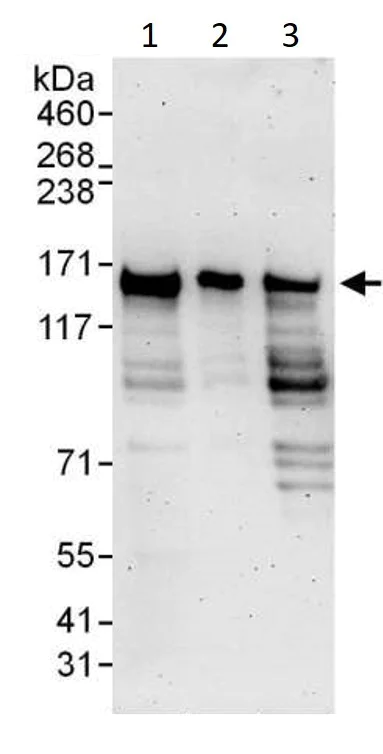 Western blot - Anti-RFC1 antibody (AB3853)