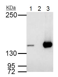 Immunoprecipitation - Anti-RFC1 antibody - C-terminal (AB229229), expandable thumbnail