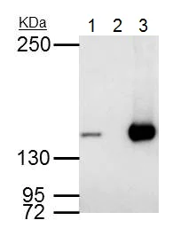 Immunoprecipitation - Anti-RFC1 antibody - C-terminal (AB229229)