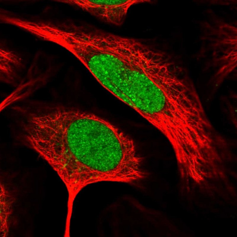 Immunocytochemistry/ Immunofluorescence - Anti-RFC2 antibody (AB251796)