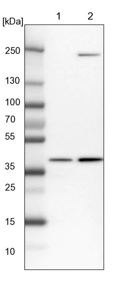 Western blot - Anti-RFC2 antibody (AB251796)