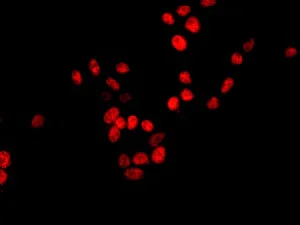 Immunocytochemistry/ Immunofluorescence - Anti-RFC2 antibody [EPR12093(B)] (AB174271)