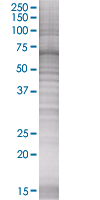 RFC2 overexpression 293T lysate (whole cell)