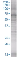 SDS-PAGE - RFC2 overexpression 293T lysate (whole cell) (AB94285)