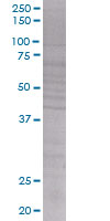 RFC2 overexpression 293T lysate (whole cell)