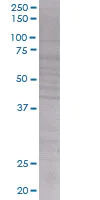 SDS-PAGE - RFC2 overexpression 293T lysate (whole cell) (AB94286)