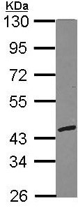 Western blot - Anti-RFC3 antibody (AB154899), expandable thumbnail
