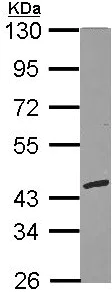 Western blot - Anti-RFC3 antibody (AB154899)