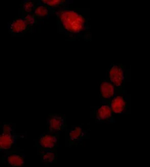 Immunocytochemistry/ Immunofluorescence - Anti-RFC3 antibody [EPR14214] - BSA and Azide free (AB250585)