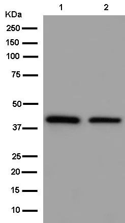 Western blot - Anti-RFC3 antibody [EPR14214] - BSA and Azide free (AB250585)