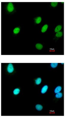 Immunocytochemistry/ Immunofluorescence - Anti-RFC4 antibody (AB96852), expandable thumbnail