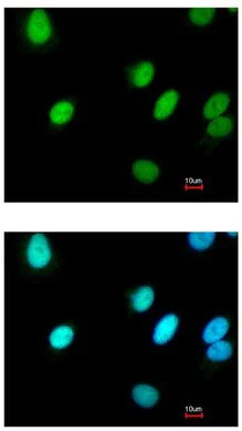 Immunocytochemistry/ Immunofluorescence - Anti-RFC4 antibody (AB96852)