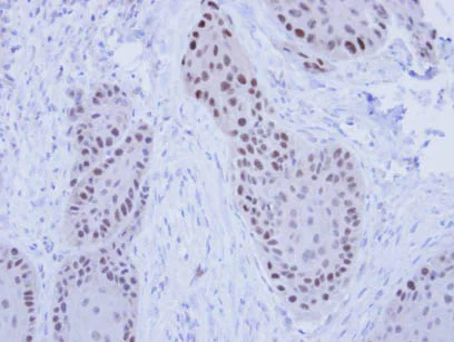 Immunohistochemistry (Formalin/PFA-fixed paraffin-embedded sections) - Anti-RFC4 antibody (AB96852)