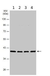 Western blot - Anti-RFC4 antibody (AB96852)