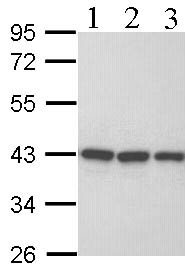 Western blot - Anti-RFC4 antibody (AB96852), expandable thumbnail