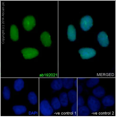 Immunocytochemistry/ Immunofluorescence - Anti-RFC4 antibody [EP14557] - BSA and Azide free (AB284847)