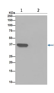 Immunoprecipitation - Anti-RFC4 antibody [EP14557] - BSA and Azide free (AB284847)