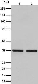 Western blot - Anti-RFC4 antibody [EP14557] - BSA and Azide free (AB284847)