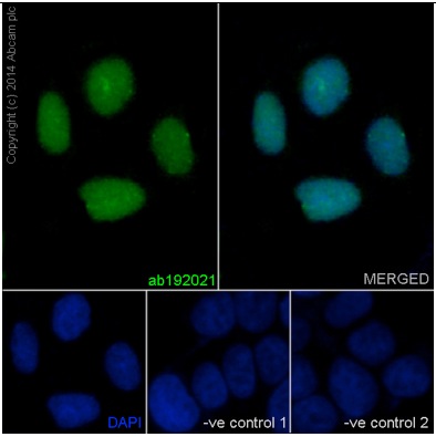 Immunocytochemistry/ Immunofluorescence - Anti-RFC4 antibody [EP14557] - C-terminal (AB192021), expandable thumbnail