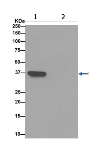 Immunoprecipitation - Anti-RFC4 antibody [EP14557] - C-terminal (AB192021), expandable thumbnail