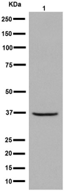 Western blot - Anti-RFC4 antibody [EP14557] - C-terminal (AB192021), expandable thumbnail