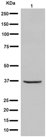 Western blot - Anti-RFC4 antibody [EP14557] - C-terminal (AB192021)