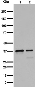 Western blot - Anti-RFC4 antibody [EP14557] - C-terminal (AB192021), expandable thumbnail