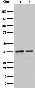 Western blot - Anti-RFC4 antibody [EP14557] - C-terminal (AB192021)