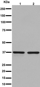 Western blot - Anti-RFC4 antibody [EP14557] - C-terminal (AB192021), expandable thumbnail