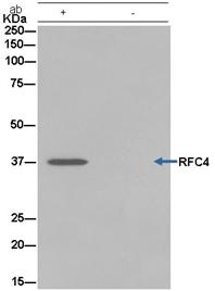 Immunoprecipitation - Anti-RFC4 antibody [EPR14556] (AB182145), expandable thumbnail