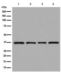 Western blot - Anti-RFC4 antibody [EPR14556] (AB182145)