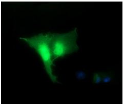 Immunocytochemistry/ Immunofluorescence - Anti-RFC4 antibody [OTI1A8] (ab156780), expandable thumbnail