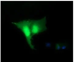 Immunocytochemistry/ Immunofluorescence - Anti-RFC4 antibody [OTI1A8] (AB156780)