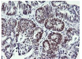 Immunohistochemistry (Formalin/PFA-fixed paraffin-embedded sections) - Anti-RFC4 antibody [OTI1A8] (AB156780)