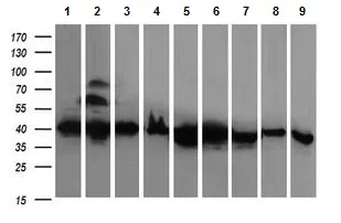 Western blot - Anti-RFC4 antibody [OTI1A8] (AB156780)