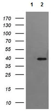 Western blot - Anti-RFC4 antibody [OTI1A8] (AB156780)