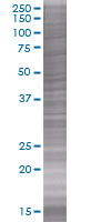 RFC4 overexpression 293T lysate (whole cell)