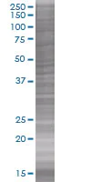 SDS-PAGE - RFC4 overexpression 293T lysate (whole cell) (AB94287)
