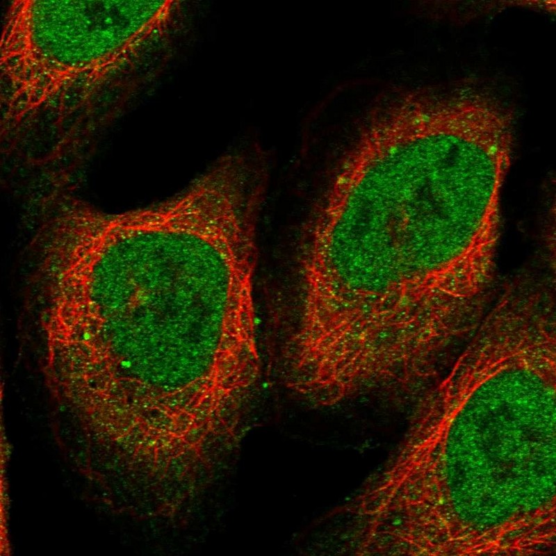 Immunocytochemistry/ Immunofluorescence - Anti-RFC5 antibody (AB254853)