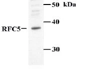 Western blot - Anti-RFC5 antibody (AB3619)