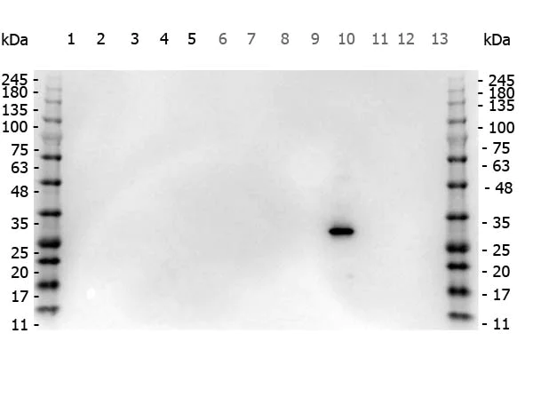 Western blot - Anti-RFP antibody (AB124754)