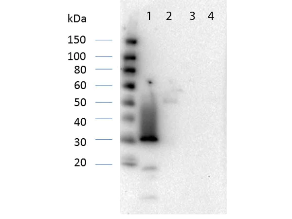 Western blot - Anti-RFP antibody (AB124754)