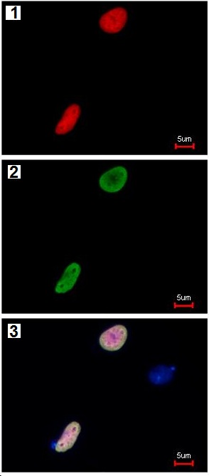 Immunocytochemistry/ Immunofluorescence - Anti-RFP antibody (AB152123), expandable thumbnail