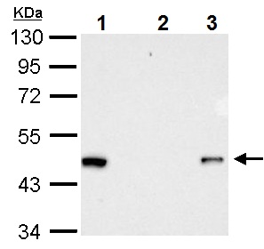 Immunoprecipitation - Anti-RFP antibody (AB152123), expandable thumbnail