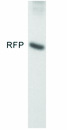Western blot - Anti-RFP antibody (AB28664)